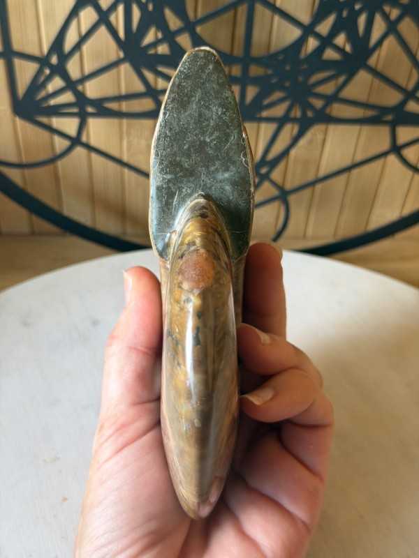 Ammonite nacrée (0.6kg)