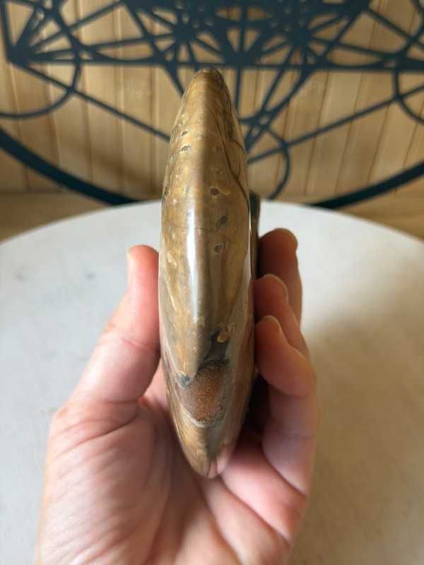 Ammonite nacrée (0.6kg)