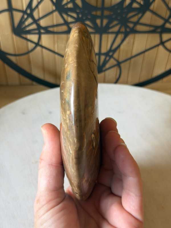 Ammonite nacrée (0.6kg)