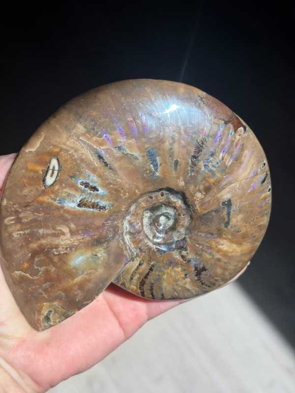 Ammonite nacrée (0.6kg)