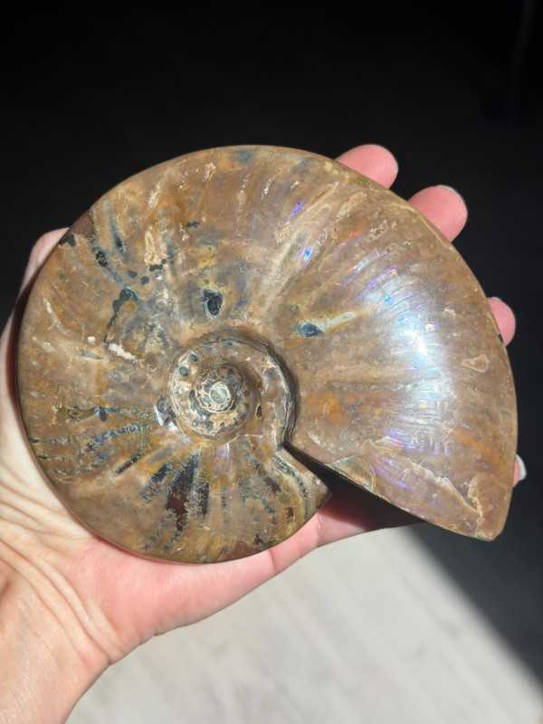 Ammonite nacrée (0.6kg)