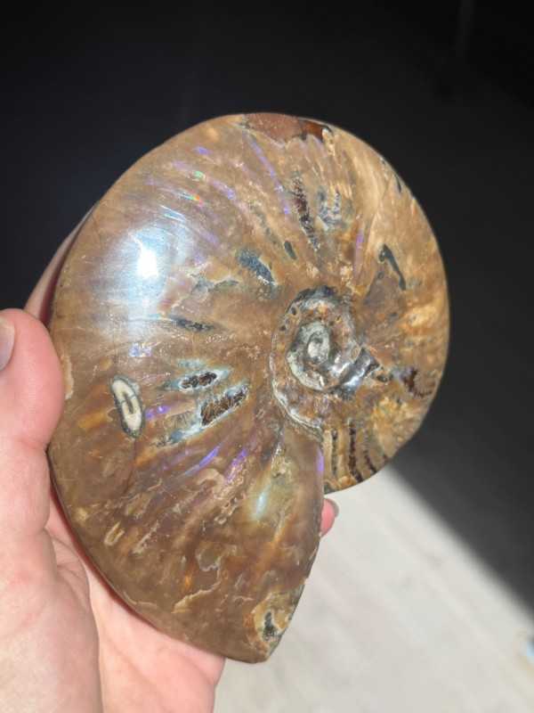 Ammonite nacrée (0.6kg)