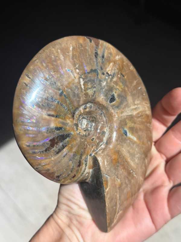 Ammonite nacrée (0.6kg)