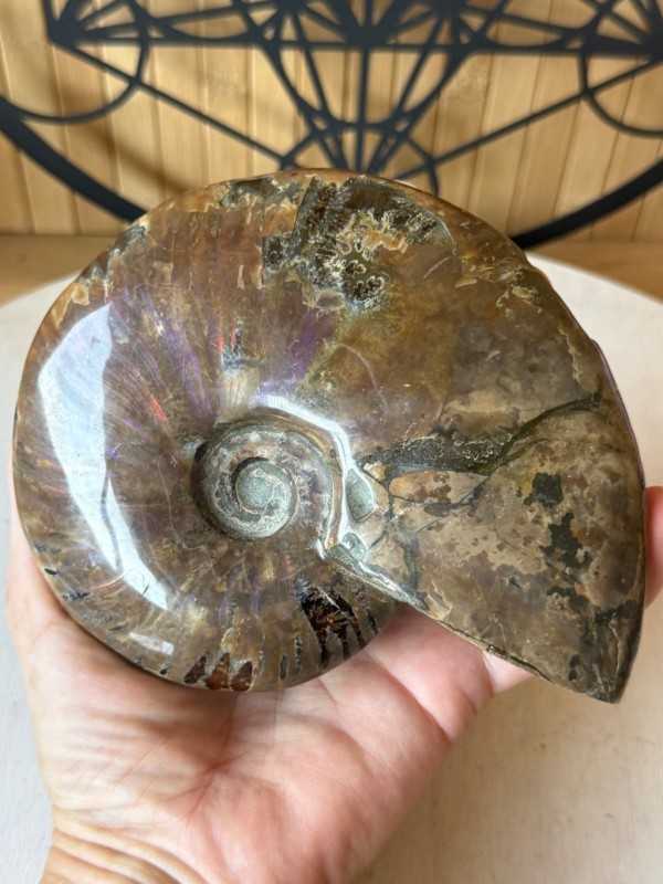 Ammonite nacrée (0.54kg)