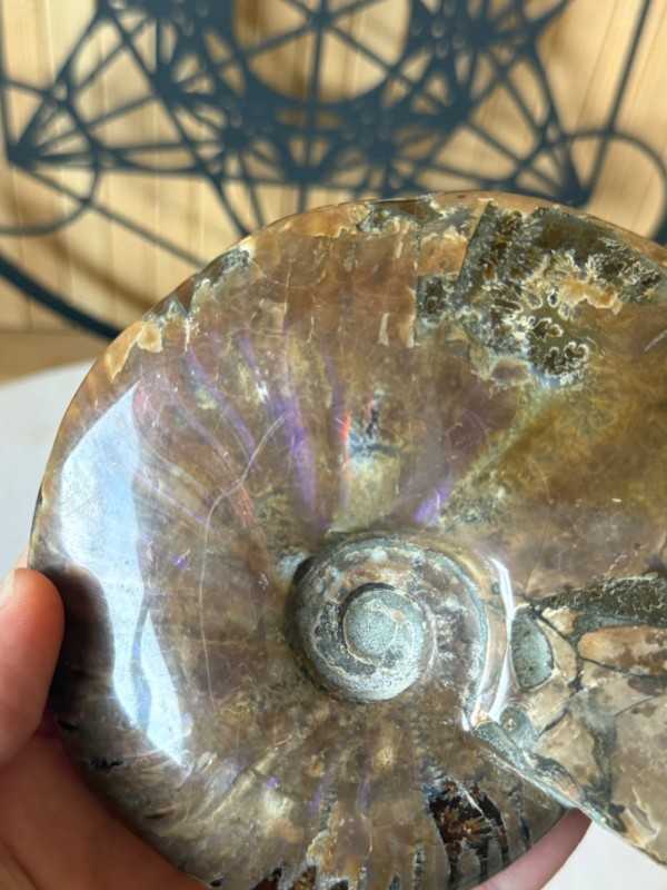 Ammonite nacrée (0.54kg)