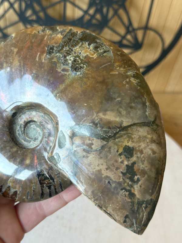 Ammonite nacrée (0.54kg)