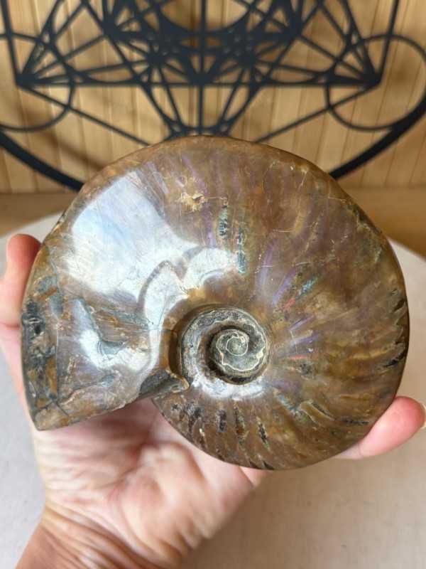 Ammonite nacrée (0.54kg)