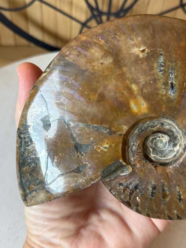 Ammonite nacrée (0.54kg)