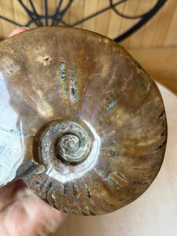 Ammonite nacrée (0.54kg)