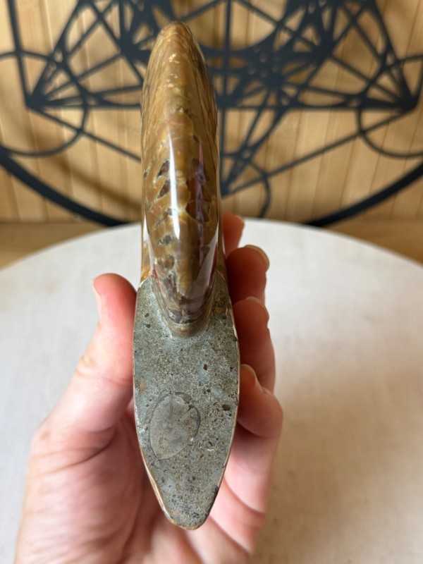 Ammonite nacrée (0.54kg)
