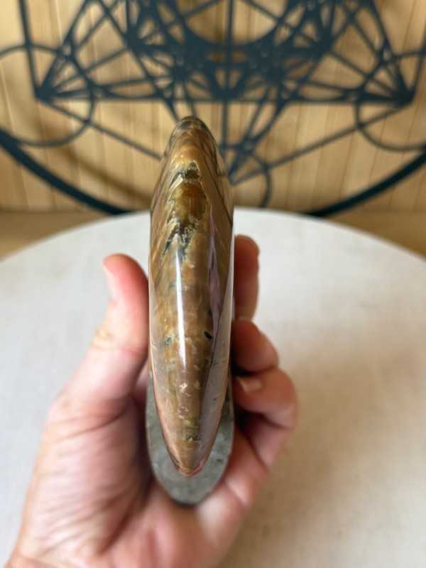 Ammonite nacrée (0.54kg)