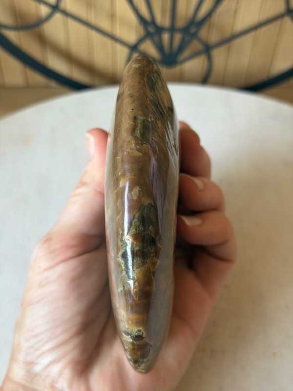 Ammonite nacrée (0.54kg)