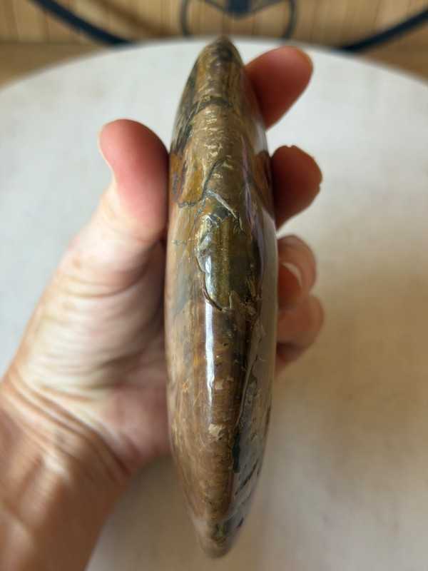 Ammonite nacrée (0.54kg)