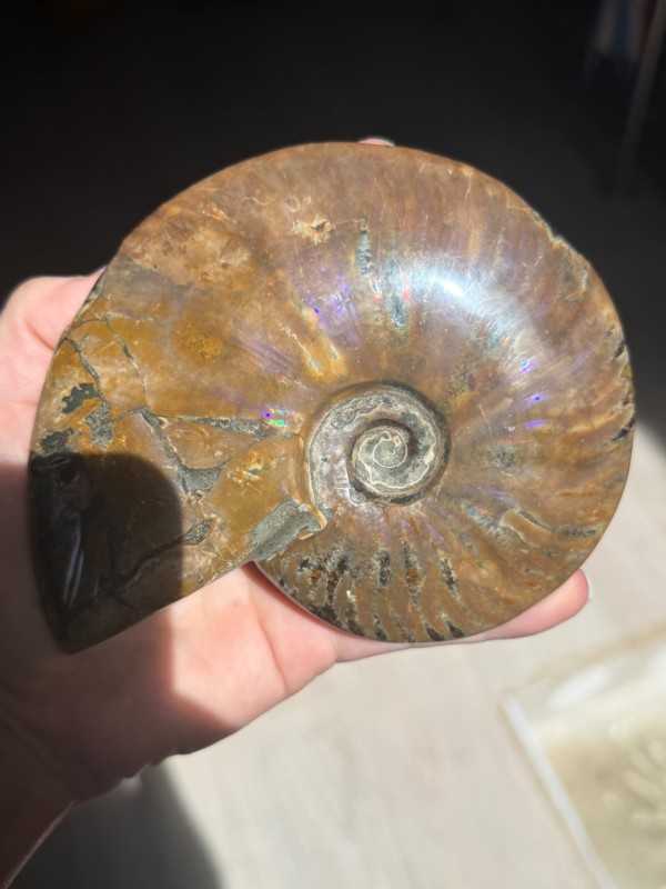 Ammonite nacrée (0.54kg)