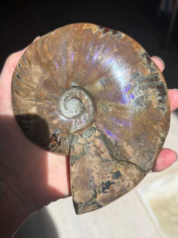 Ammonite nacrée (0.54kg)