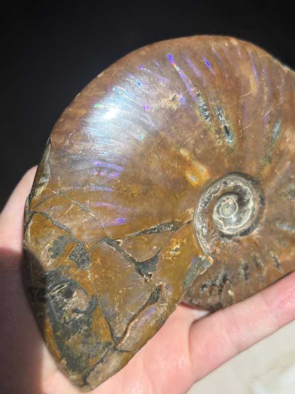 Ammonite nacrée (0.54kg)