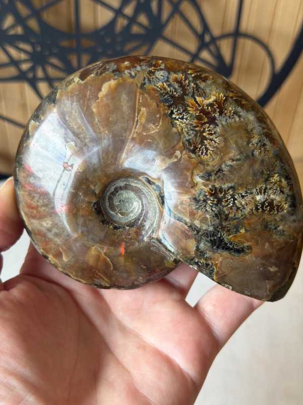 Ammonite nacrée (0.34kg)