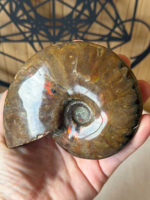 Ammonite nacrée (0.34kg)