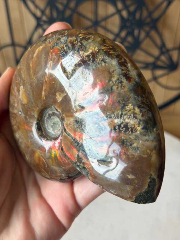 Ammonite nacrée (0.34kg)