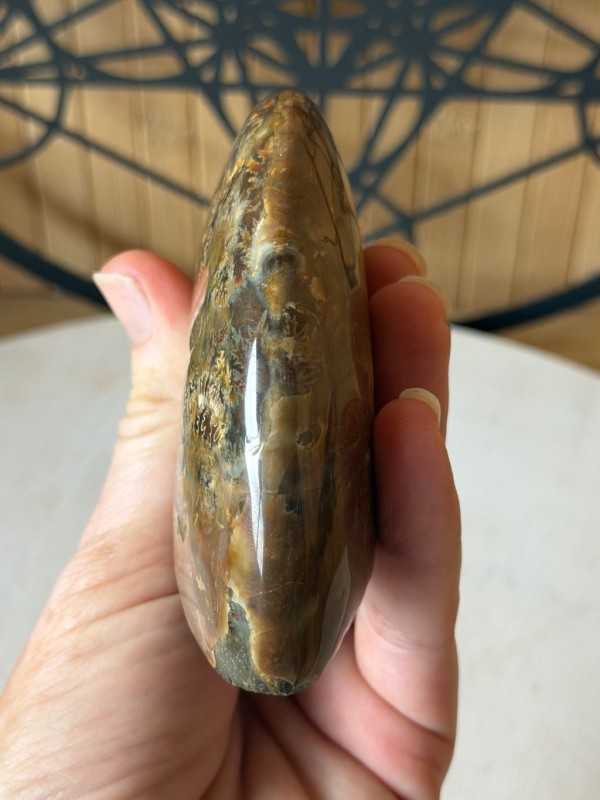 Ammonite nacrée (0.34kg)