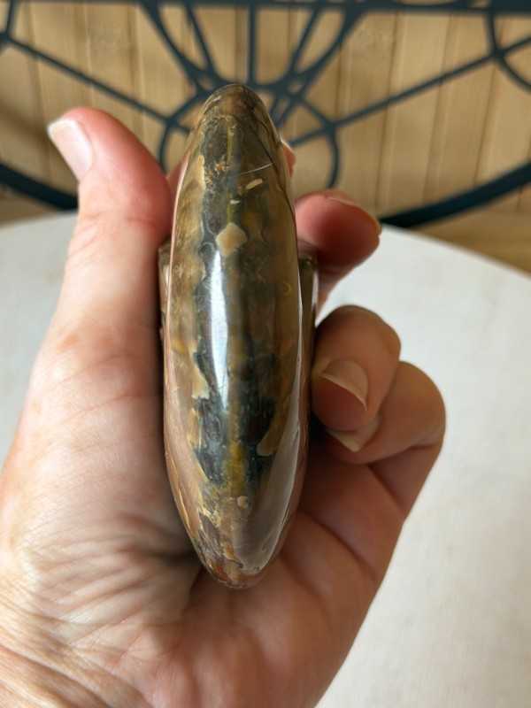 Ammonite nacrée (0.34kg)