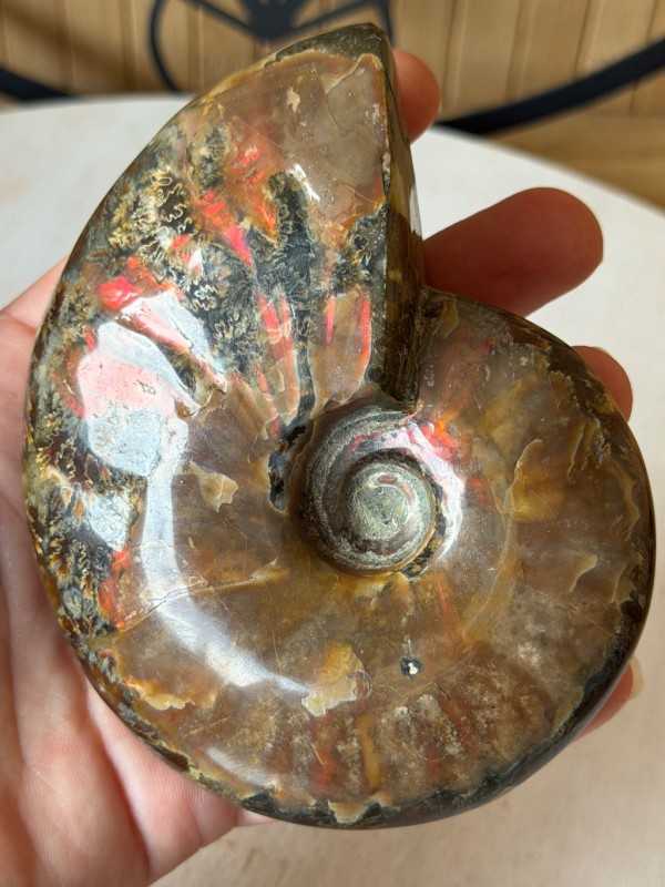 Ammonite nacrée (0.34kg)