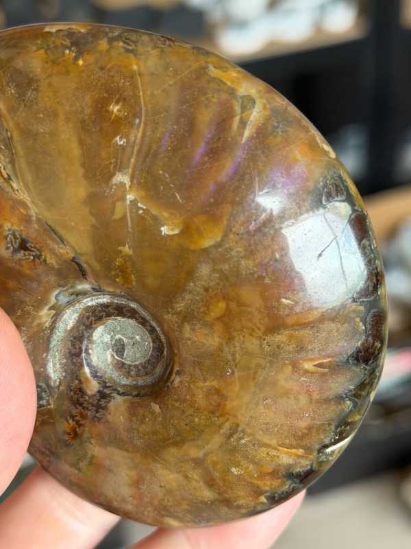 Ammonite nacrée (0.34kg)