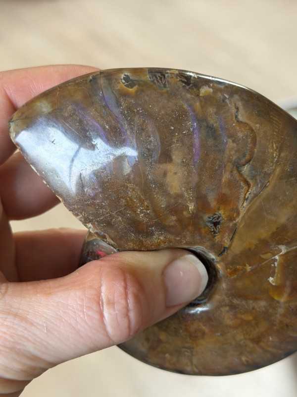 Ammonite nacrée (0.34kg)