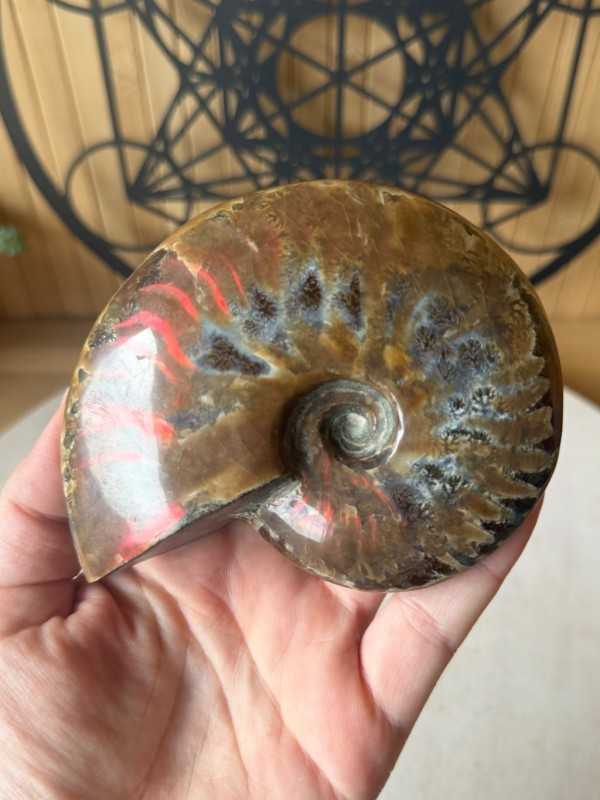 Ammonites nacrée (0.33kg)