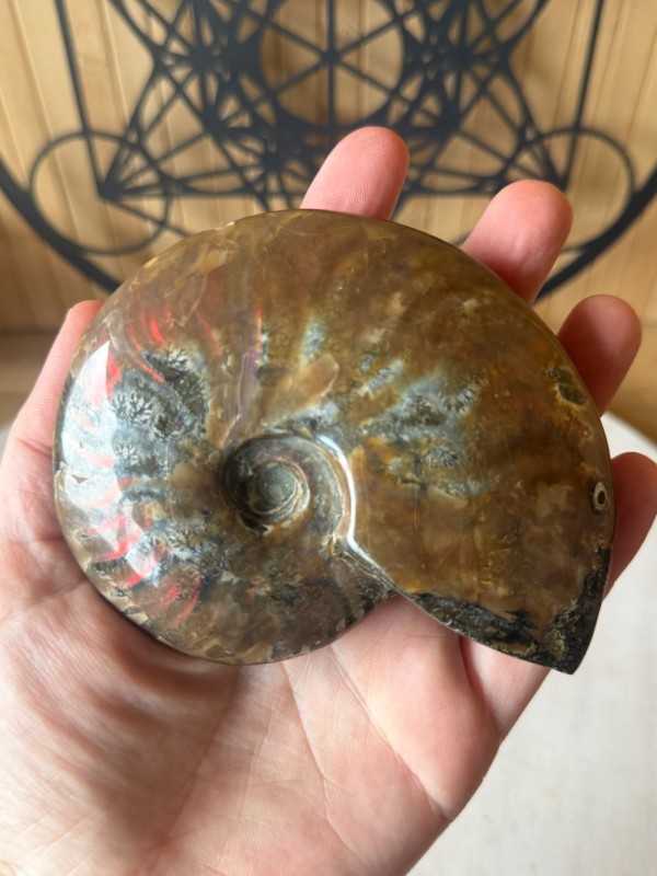 Ammonites nacrée (0.33kg)