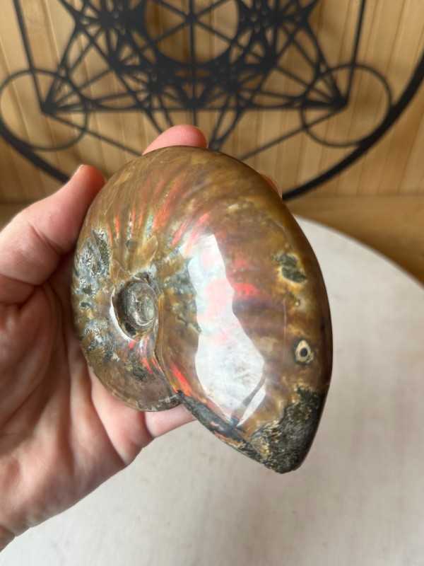 Ammonites nacrée (0.33kg)