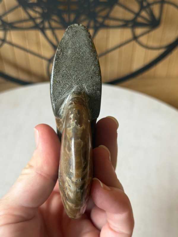 Ammonites nacrée (0.33kg)