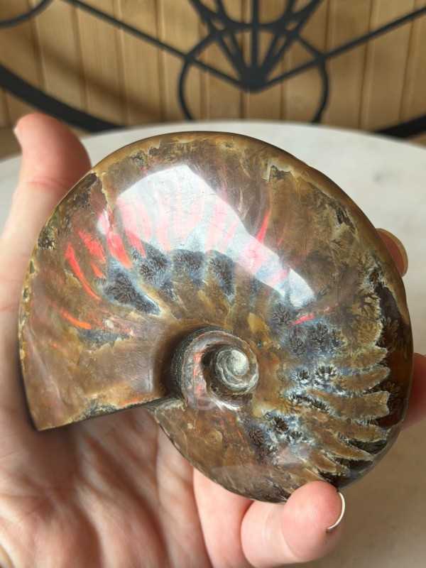 Ammonites nacrée (0.33kg)