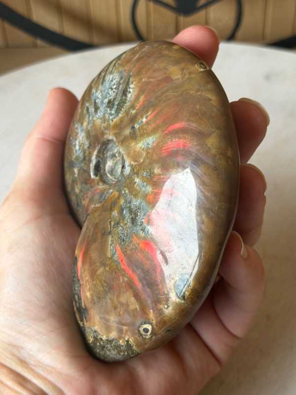 Ammonites nacrée (0.33kg)