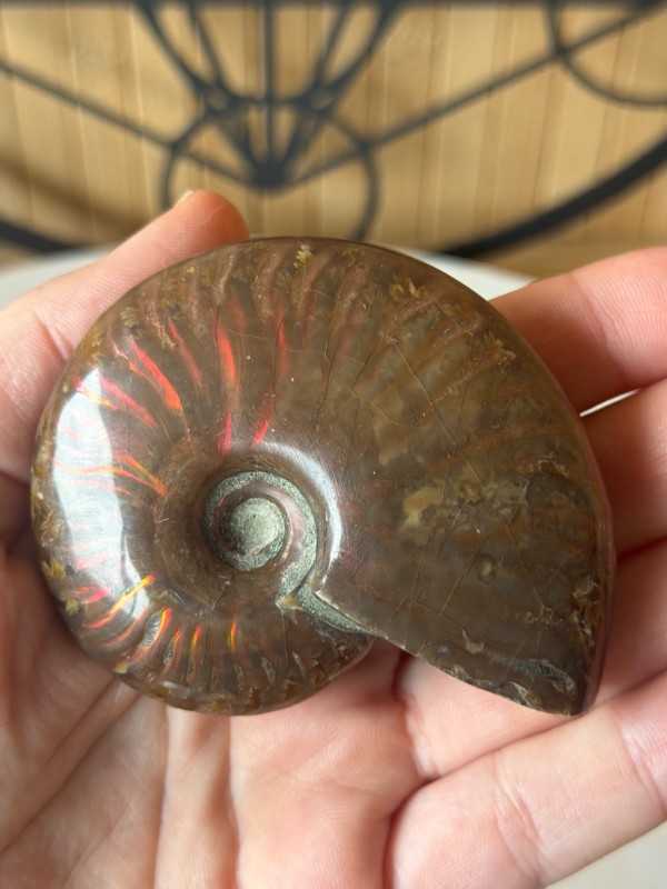 Ammonite nacrée (0.115kg)