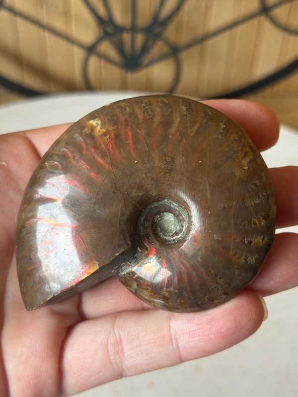 Ammonite nacrée (0.115kg)