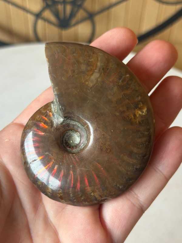Ammonite nacrée (0.115kg)