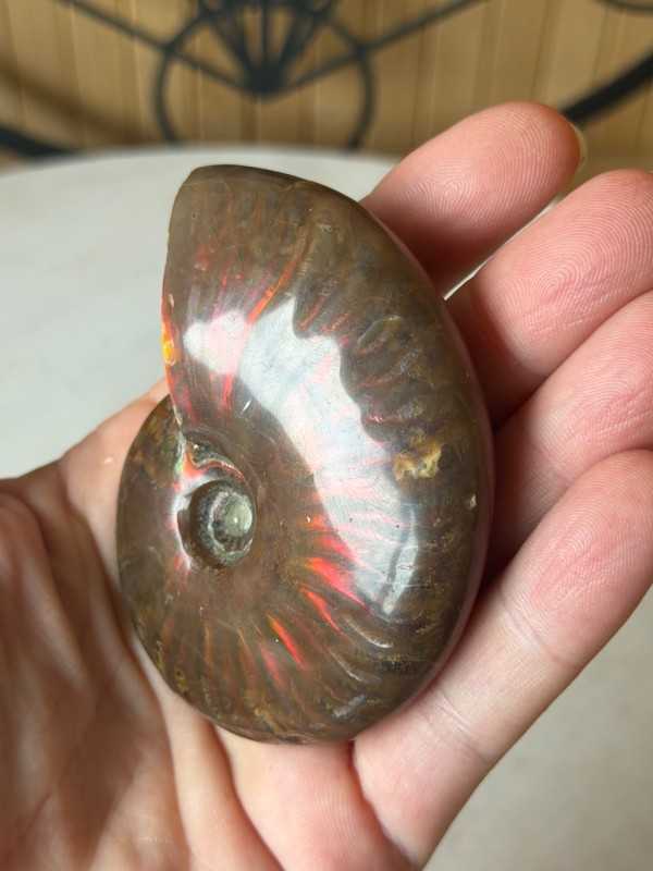 Ammonite nacrée (0.115kg)