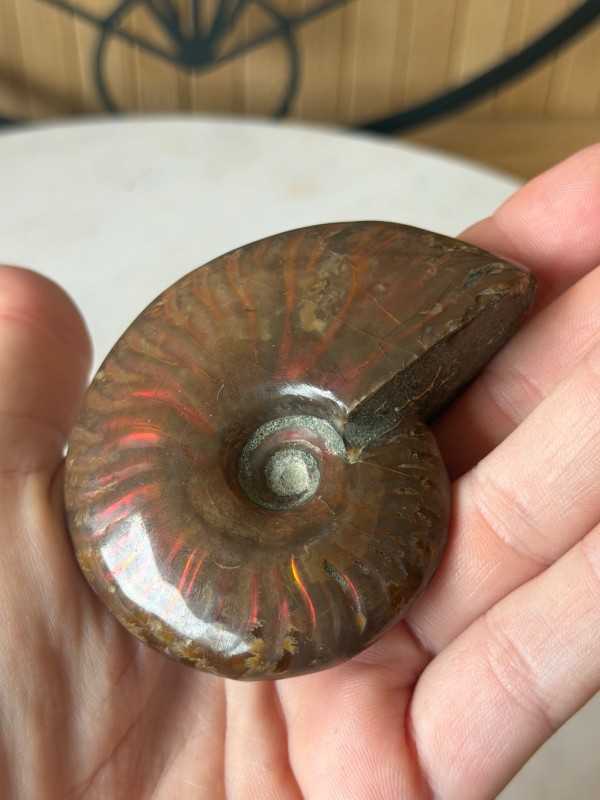 Ammonite nacrée (0.115kg)