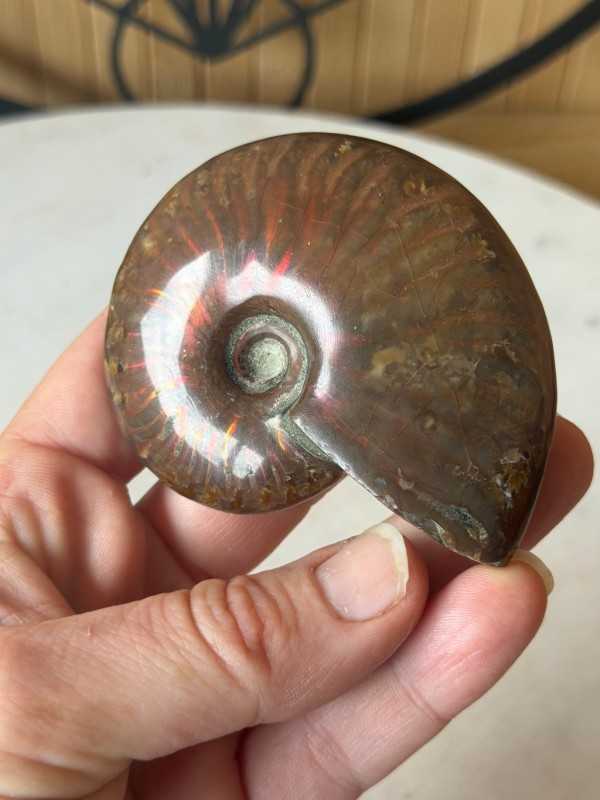 Ammonite nacrée (0.115kg)