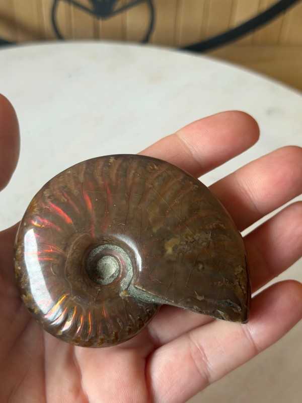 Ammonite nacrée (0.115kg)