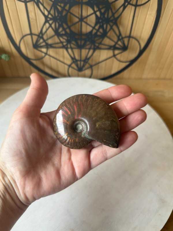 Ammonite nacrée (0.115kg)