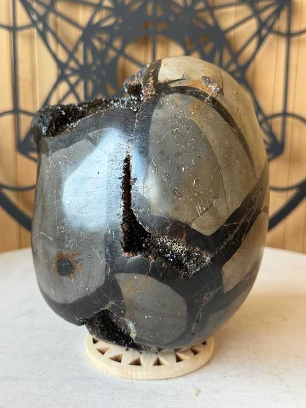 Septaria sauvage (1.64kg)