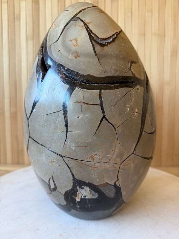 Septaria sauvage (7.3kg)