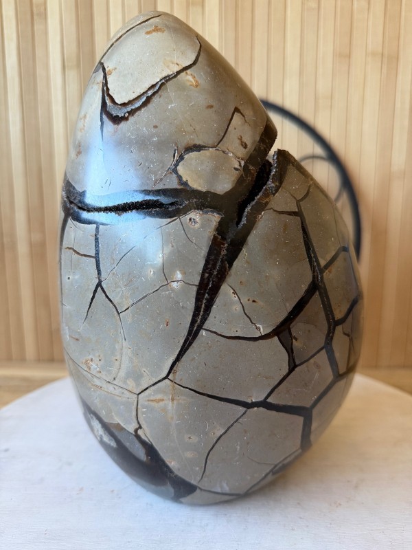 Septaria sauvage (7.3kg)