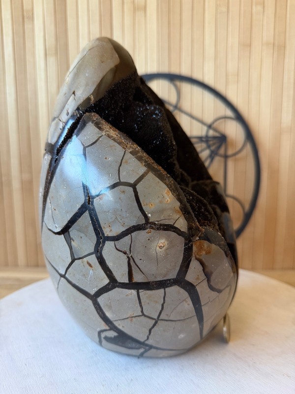 Septaria sauvage (7.3kg)