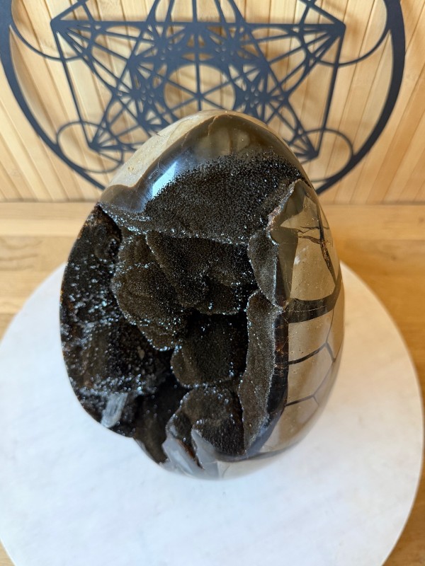 Septaria sauvage (7.3kg)