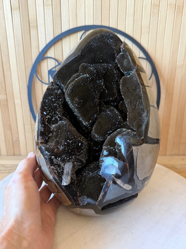 Septaria sauvage (7.3kg)