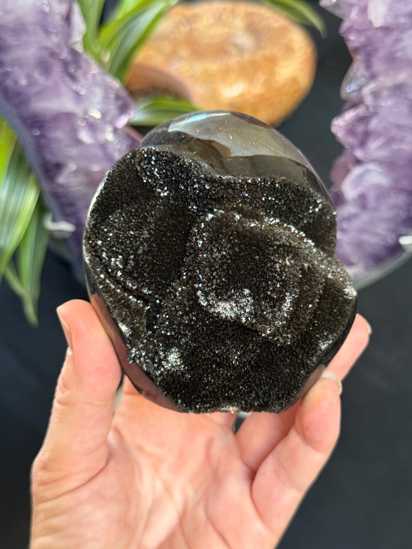 Septaria sauvage (0.67kg)