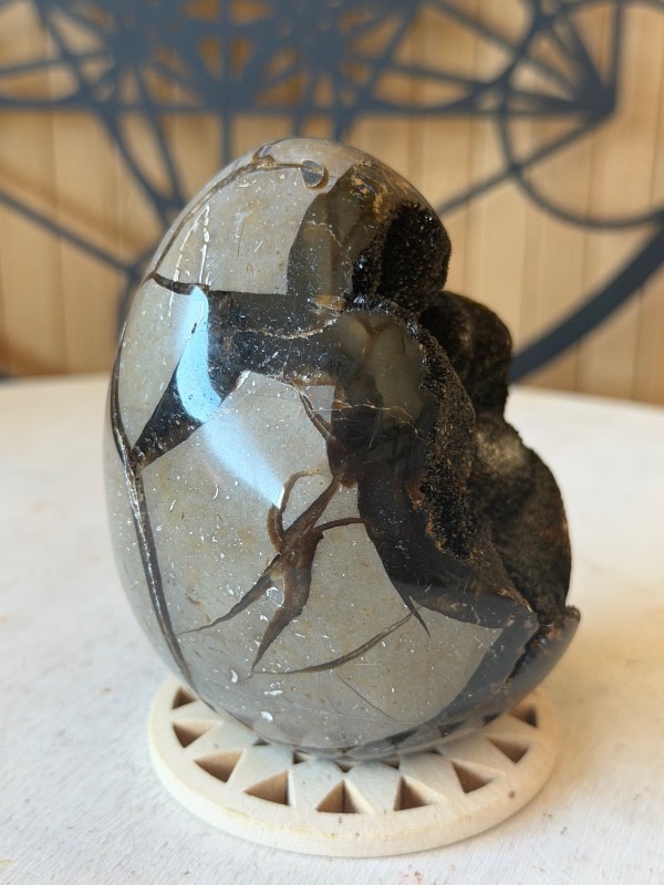 Septaria sauvage (0.42kg)